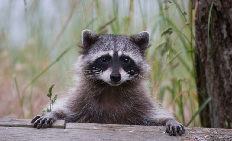 raccoon fence