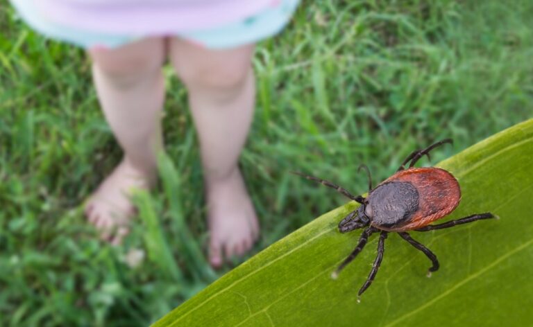 tick on blade of grass