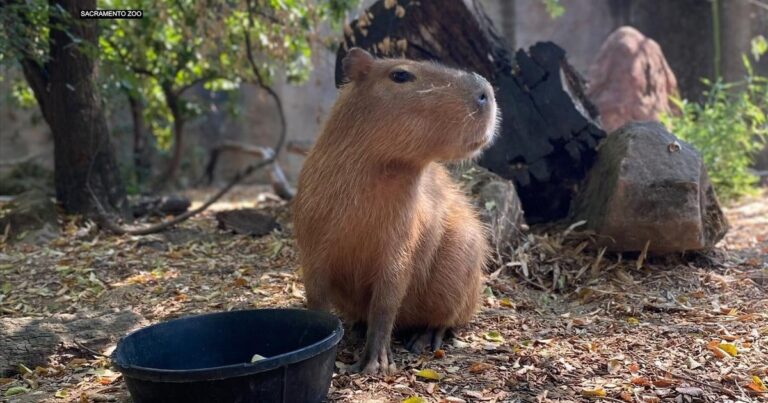 SAC ZOO CAPYBARA