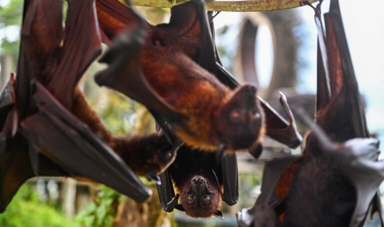 hanging bats