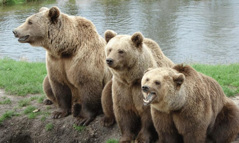 Bears