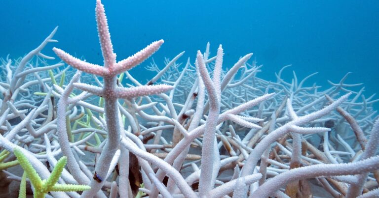 2025 04 23t040037z 1598890472 rc28m7aoty7e rtrmadp 3 climate change corals bleaching