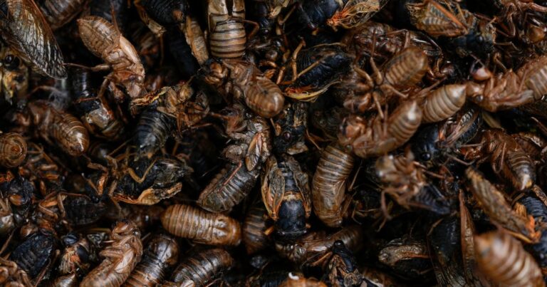 aptopix cicada invasion epicenter 24166458319585